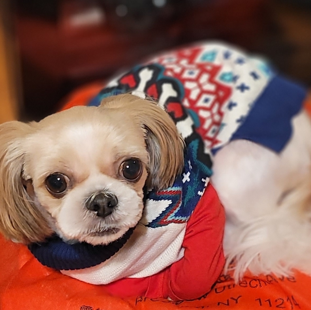 More & Merrie pet sweater